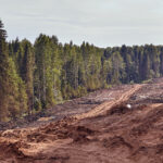 EU Deforestation Regulation: Key Requirements, Timeline, and Compliance Explained